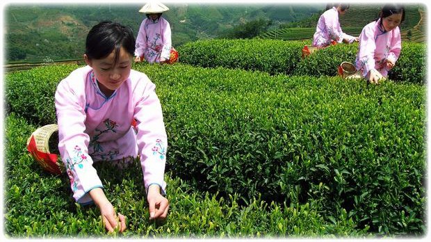 Сбор чая с плантаций в Китае