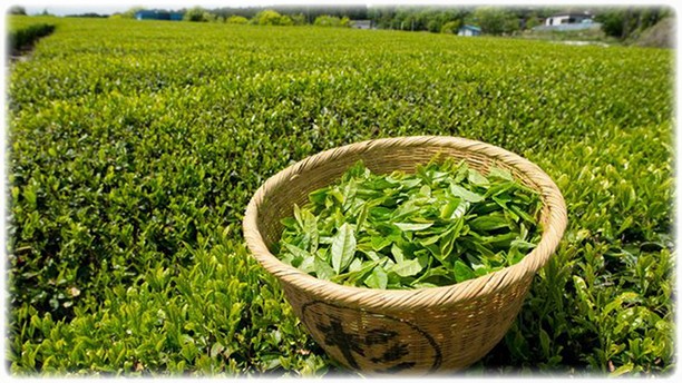 Урожай свежего зелёного чая