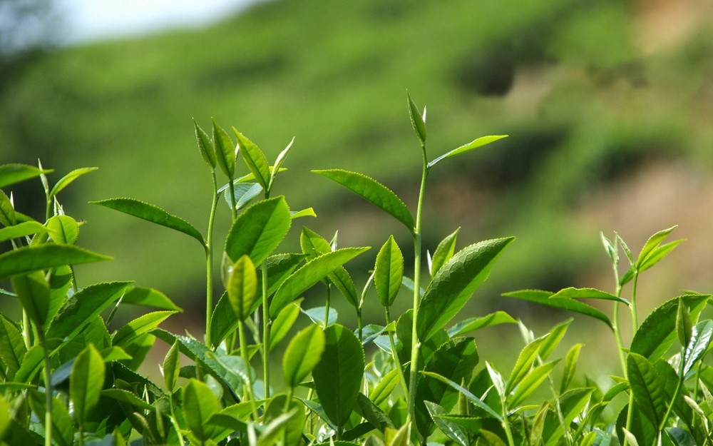 Зелёный чай. Вкусовые заметки и польза для здоровья.
