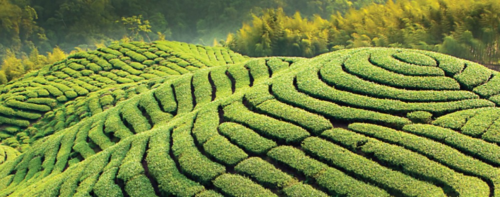Чайные плантации в Китае. Провинция Фуцзянь.