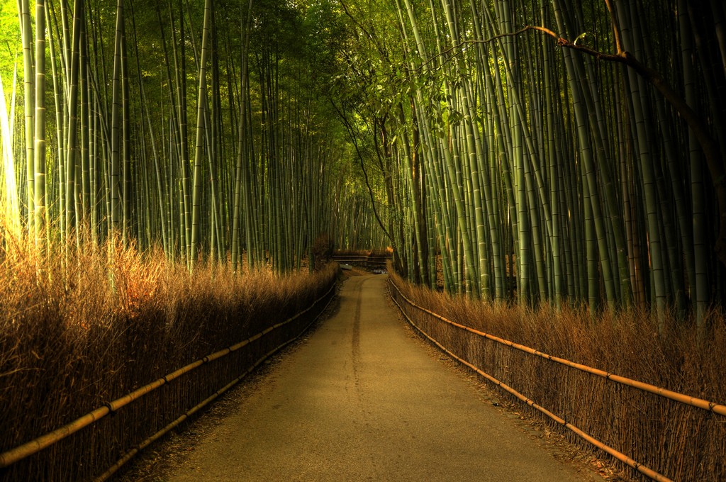 Дорога, уходящая в даль, посреди бамбуковой рощи