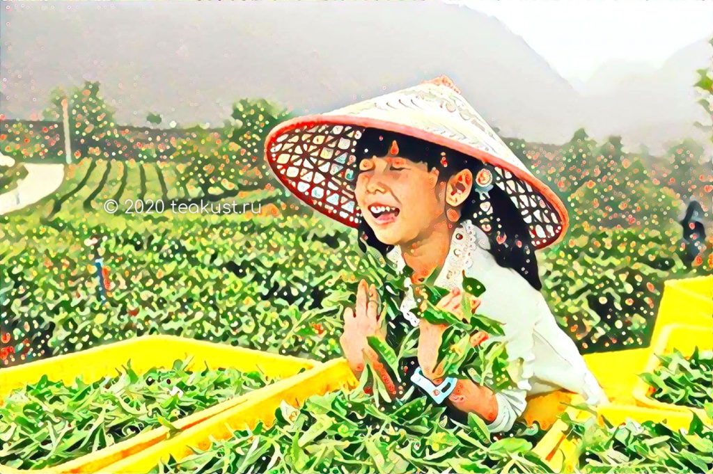 Девочка собирает свежий урожай листьев чая для производства Фен Хуан Дань Цуна
